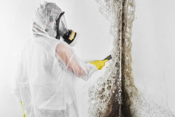 Best Residential Mold Removal  in Vincent, CA