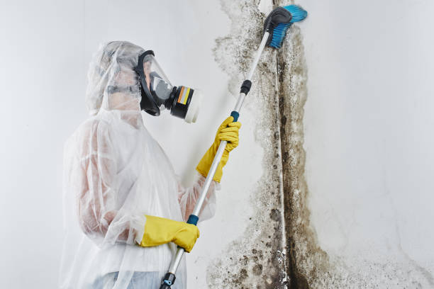 Best Mold Testing and Removal  in Vincent, CA