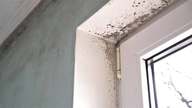 Best Office Mold Removal Services  in Vincent, CA