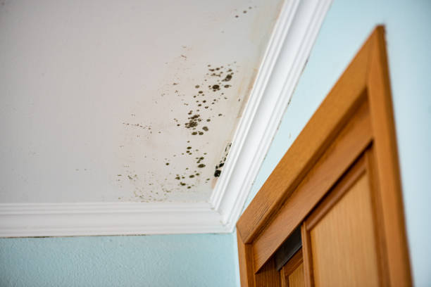 Best Mold Remediation  in Vincent, CA