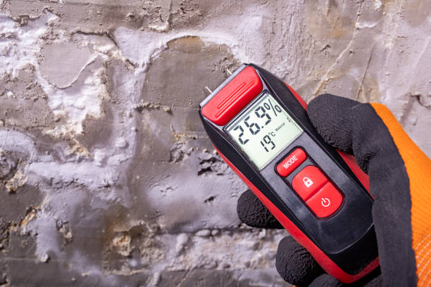 Best Mold Damage Repair  in Vincent, CA