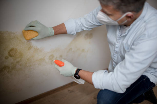 Best Home Mold Removal  in Vincent, CA