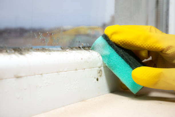 Best Certified Mold Removal  in Vincent, CA
