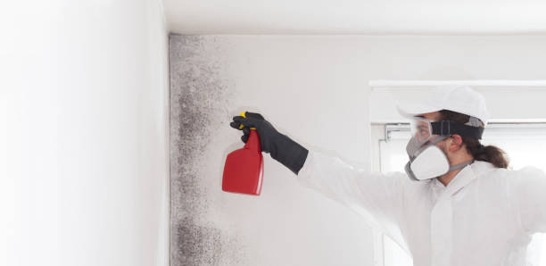 Best Same-Day Mold Removal  in Vincent, CA