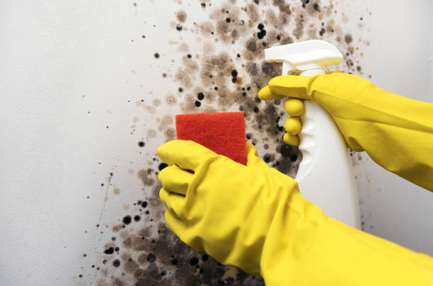 Best Mold Removal and Inspection  in Vincent, CA