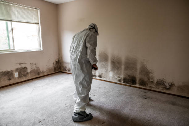 Best Crawl Space Mold Removal  in Vincent, CA