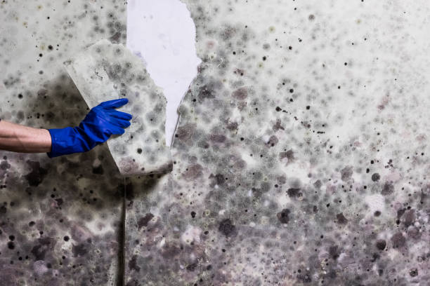 Best Commercial Mold Removal  in Vincent, CA