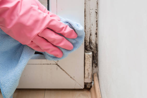 Mold Testing and Removal in Vincent, CA
