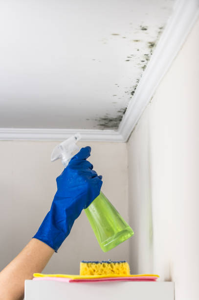 Best Fast Mold Removal  in Vincent, CA