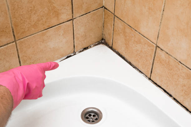 Best Mold Testing  in Vincent, CA