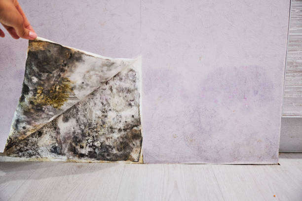 Best Mold Remediation  in Vincent, CA